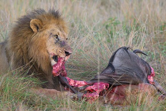 Lion with Kill