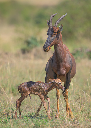 Topi with Calf