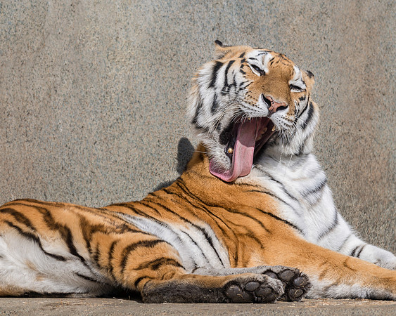 Tiger tongue