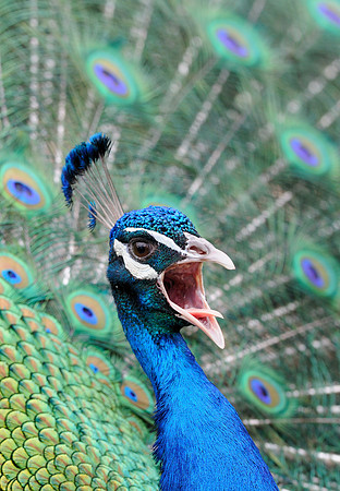 Peacock