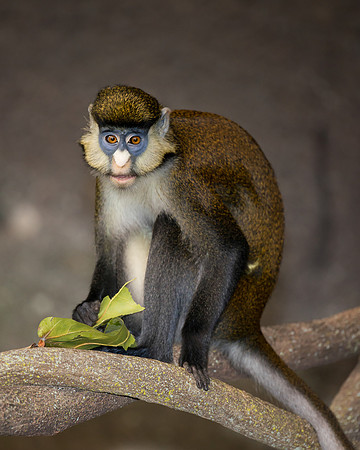 Red-tailed monkey