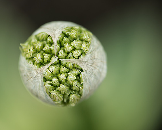 Onion bulb