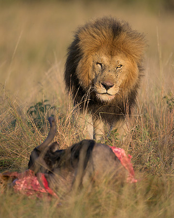 Lion