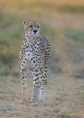 Cheetah