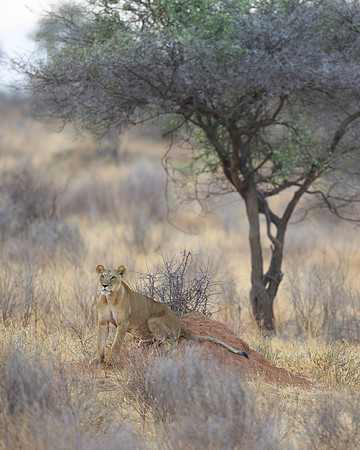 Lioness