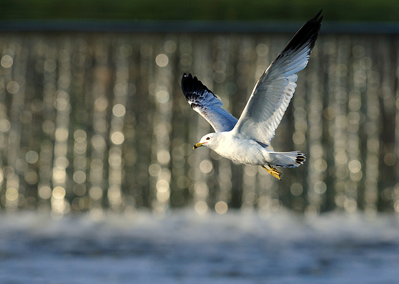 Gull in flight