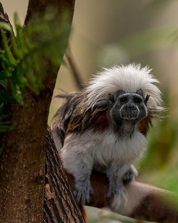 Cotton-top tamarin