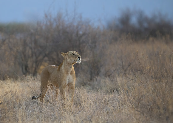 Lioness