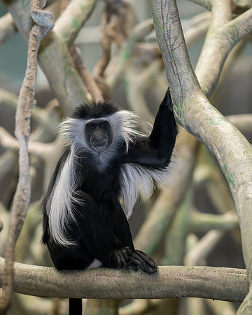 Colobus monkey