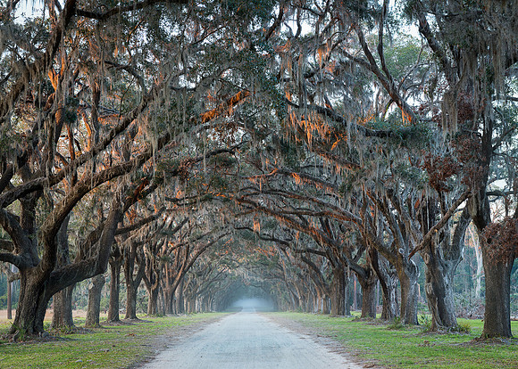 Road lined with oak trees