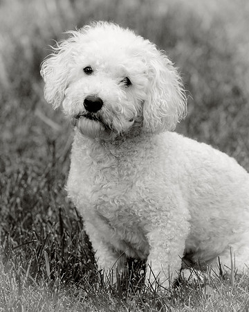 Max (B&W version)