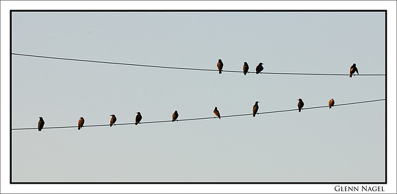 "13 Birds"