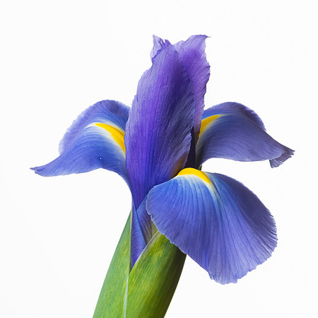 Purple Iris