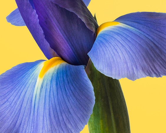 Purple Iris