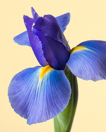 Purple Iris