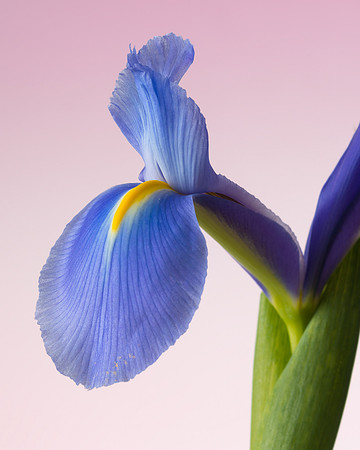 Purple Iris