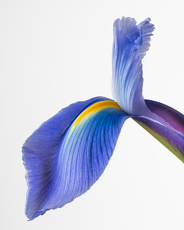 Purple Iris