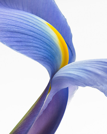 Purple Iris