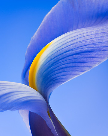 Purple Iris
