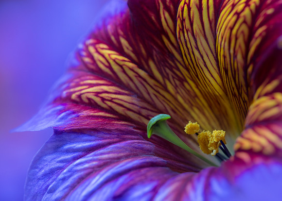 Psychedelic flower