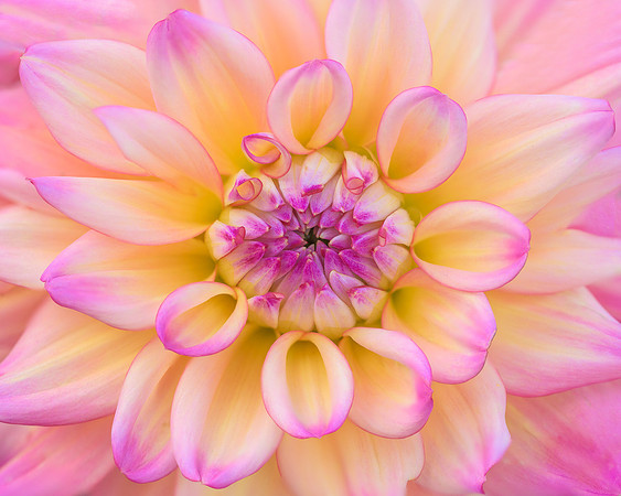 Dahlia