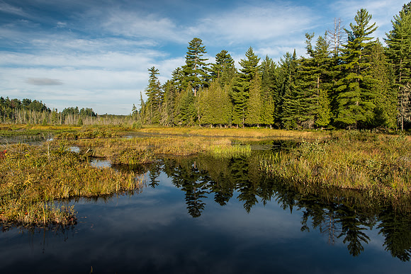 Forest reflections