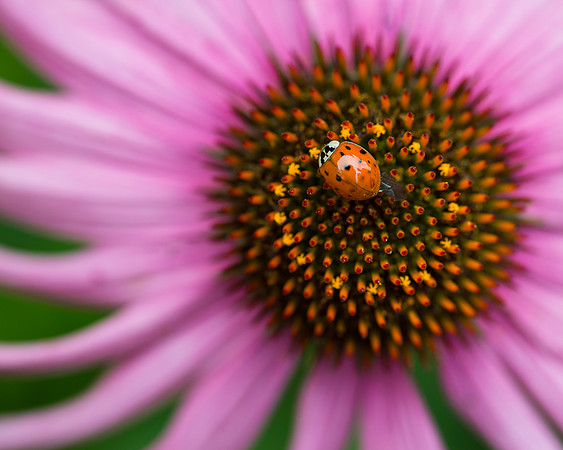 Lady bug