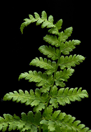 Fern on black