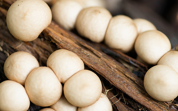Mushroom balls
