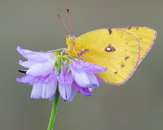 Pink-edged sulphur butterfly