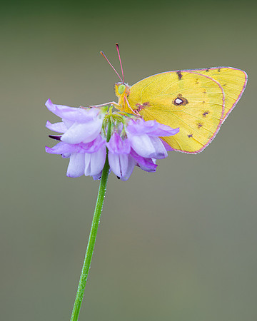 Pink-edged sulphur butterfly