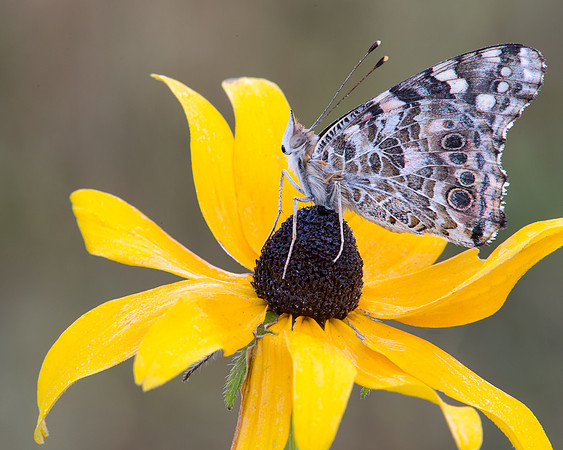 Painted lady