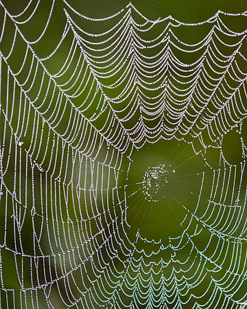 Spider web