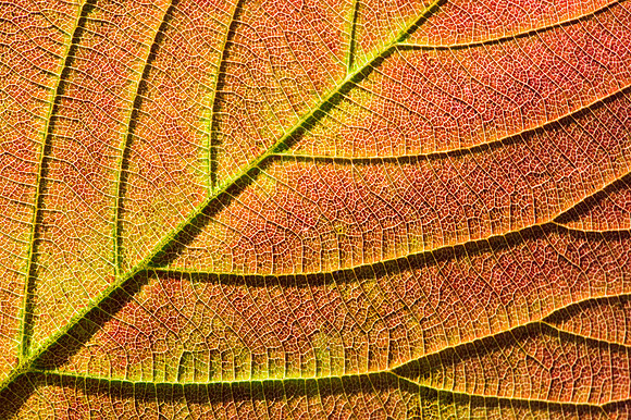 Colorful leaf