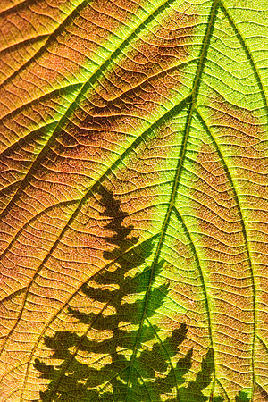 Colorful leaf