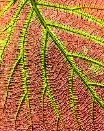 Colorful leaf