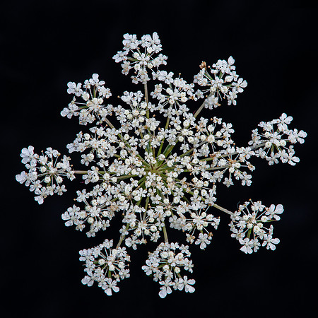 Queen Anne's Lace