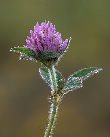 Purple clover