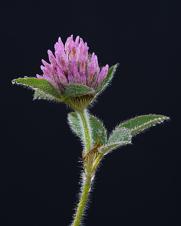 Purple clover