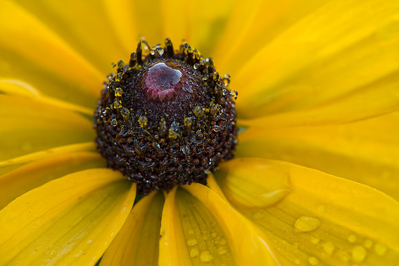 Black eyed susan