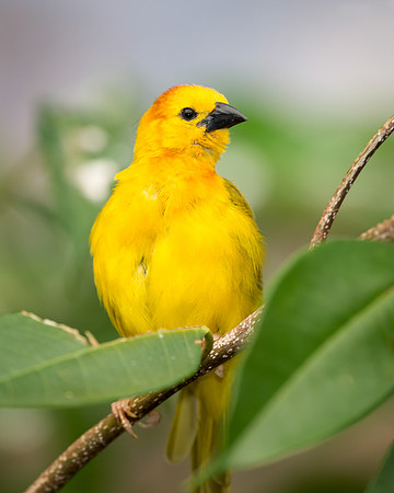 A bird in the bush