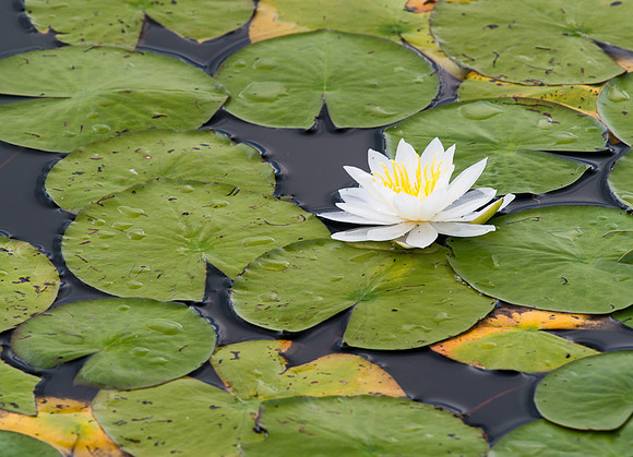 Waterlily