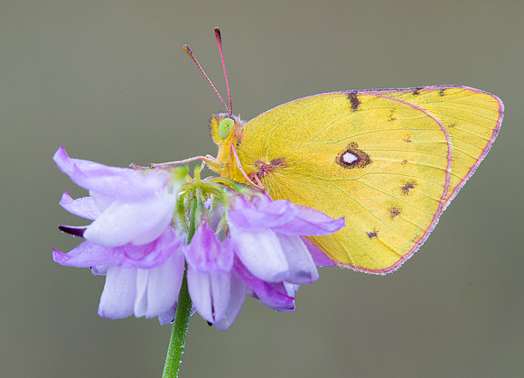 Yellow and pink moth