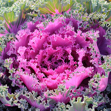 Pink center