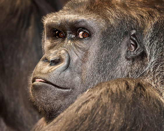 Western lowland gorilla