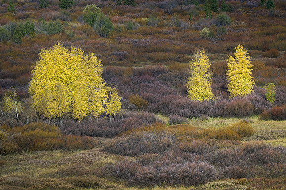 Autumn in Grand Teton