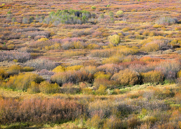 Willow Flats
