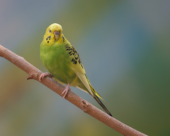 Parakeet