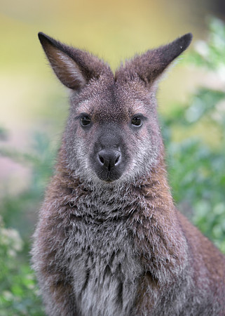 Wallaby