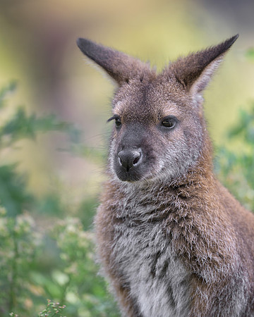 Wallaby